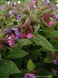 Pulmonaria officinalis