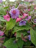 Pulmonaria officinalis