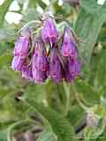 Symphytum officinale