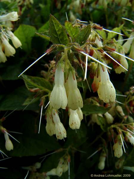 Symphytum tuberosum