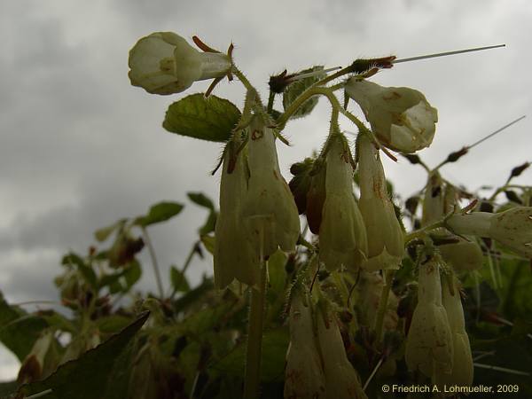 Symphytum tuberosum