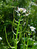 Alliaria petiolata