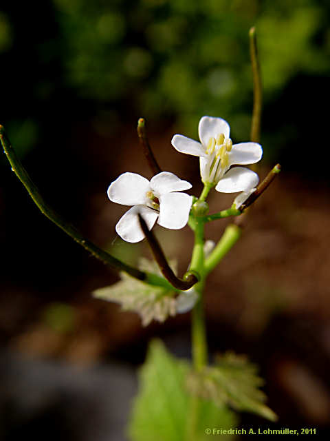 Alliaria petiolata