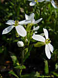 Arabis caucasica