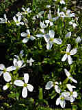 Arabis caucasica