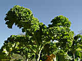 Brassica oleracea