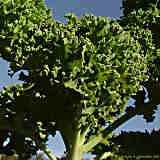 Brassica oleracea