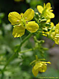 Brassica napus