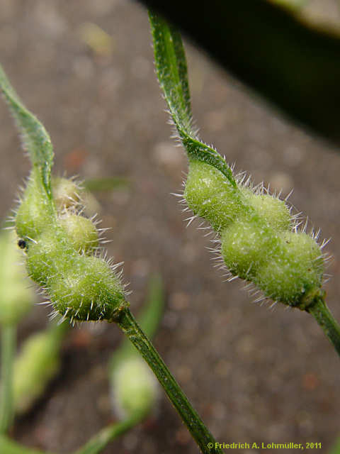 Brassica napus