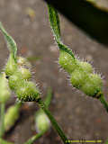 Brassica napus