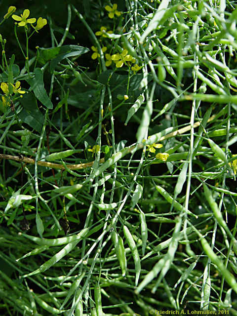 Brassica napus