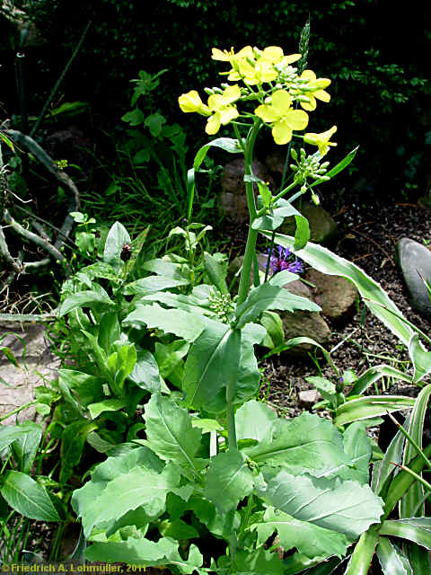 Brassica napus