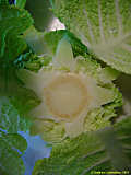 Brassica oleracea