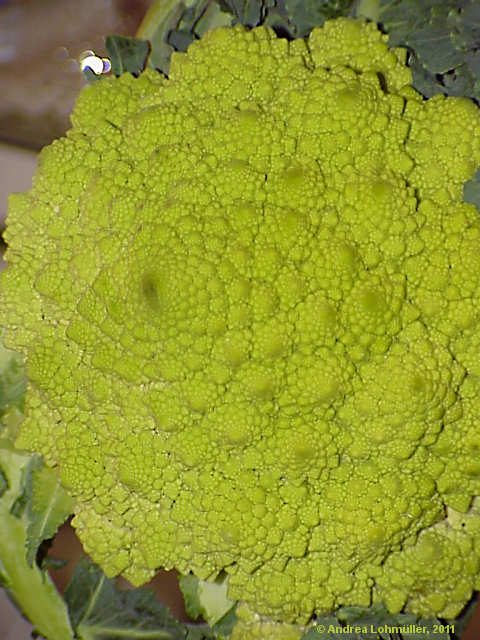 Brassica oleracea
