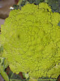 Brassica oleracea