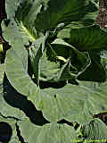 Brassica oleracea