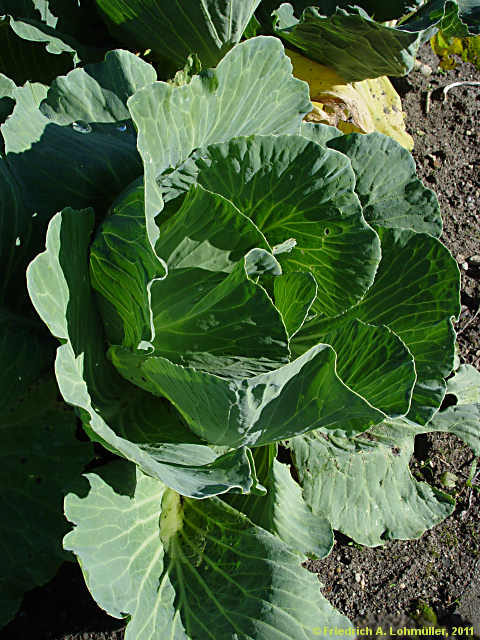 Brassica oleracea