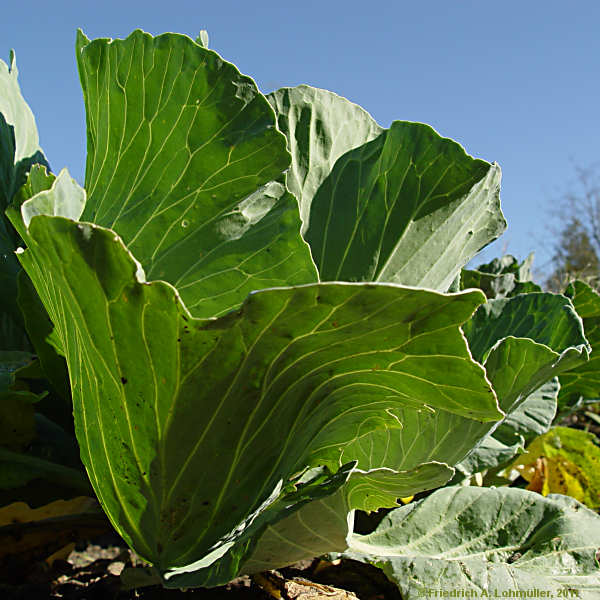 Brassica oleracea