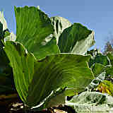 Brassica oleracea