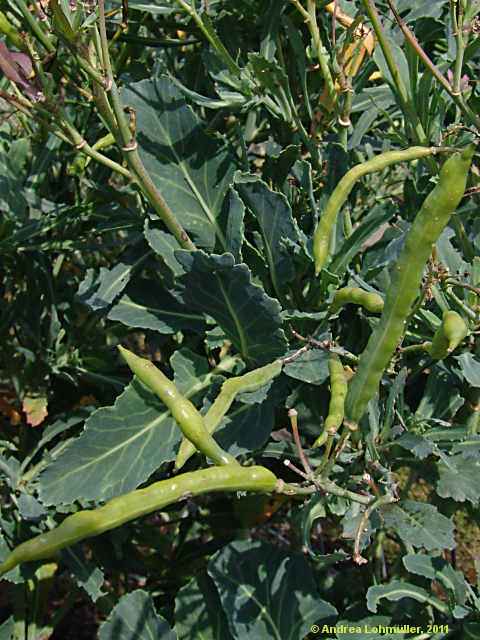 Brassica oleracea