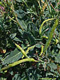 Brassica oleracea