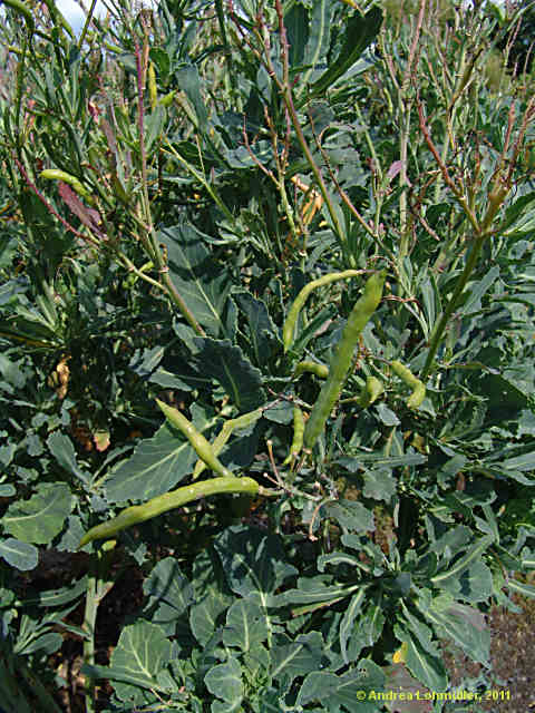 Brassica oleracea