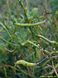 Brassica oleracea