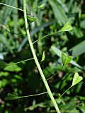 Capsella bursa-pastoris