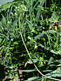 Capsella bursa-pastoris