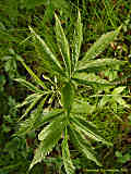 Cardamine heptaphylla