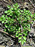 Cardamine hirsuta