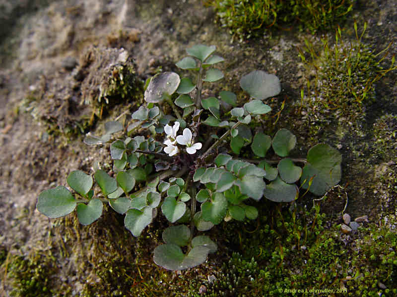 Cardamine hirsuta