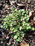 Cardamine hirsuta