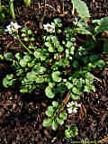 Cardamine hirsuta