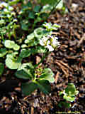 Cardamine hirsuta