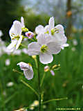 Cardamine pratensis