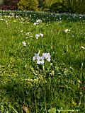 Cardamine pratensis