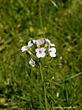 Cardamine pratensis