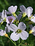 Cardamine pratensis