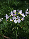 Cardamine pratensis