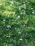 Cardamine pratensis