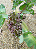 Crambe maritima