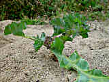 Crambe maritima