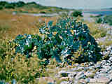 Crambe maritima