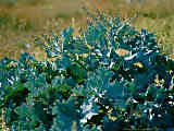 Crambe maritima