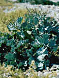 Crambe maritima