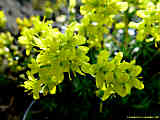 Draba aizoides