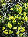 Draba aizoides