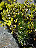 Draba vestita