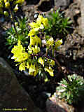 Draba vestita